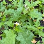 Solanum carolinense Fuelha