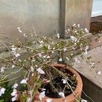 Prunus incisa Квітка