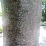 Celtis bungeana Bark