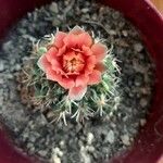 Gymnocalycium baldianum Λουλούδι