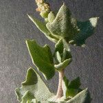 Atriplex tornabenei Συνήθη χαρακτηριστικά