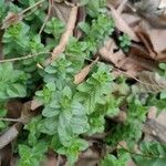 Cruciata pedemontana Yaprak