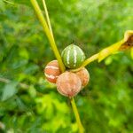 Diplocyclos palmatus Fruit