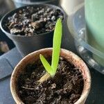 Aloe succotrina Lapas