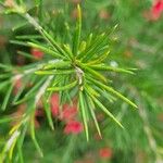 Grevillea rosmarinifolia List