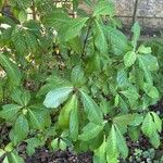Fuchsia scherffiana 葉