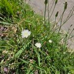 Hypochaeris albiflora Çiçek