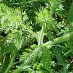 Daucus muricatus পাতা