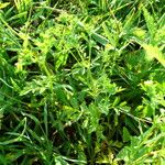 Potentilla supina Blad