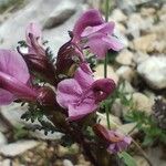 Pedicularis rostratocapitata Blodyn