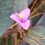 Tradescantia pallida 花