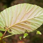 Begonia convallariodora Hoja
