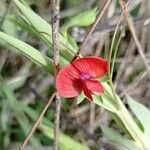 Lathyrus cicera Flower