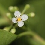 Ilex sebertii Flower