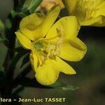 Oenothera pycnocarpa Fleur