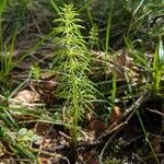 Equisetum sylvaticum Blad