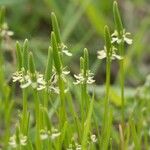 Myosurus minimus Fleur