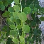 Capparis spinosa Blad