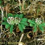 Trifolium bocconei Natur