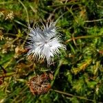Dianthus hyssopifolius Flor