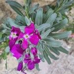 Matthiola incana പുഷ്പം