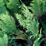 Thuja occidentalis Ліст