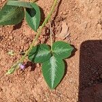 Desmodium uncinatum Leaf