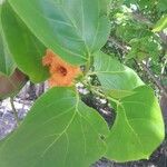 Cordia subcordata Flor