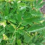 Levisticum officinale Blatt