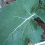 Brassica oleracea Leaf