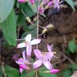 Oxyspora paniculata Blüte