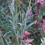 Gaura lindheimeri ᱥᱟᱠᱟᱢ