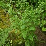 Mercurialis canariensis Fulla