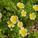 Limnanthes douglasii Flower