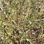 Gutenbergia cordifolia Folio