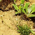 Teesdalia nudicaulis Flors