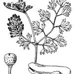 Fumaria barnolae Mosusu
