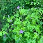 Geranium robertianumList