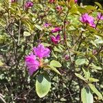 Rhododendron lapponicum പുഷ്പം