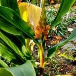 Hedychium densiflorum Habitus