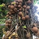 Couroupita guianensis Fruto