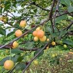 Malus prunifolia Плод