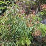 Angophora costata Fuelha