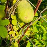 Akebia quinata Gyümölcs