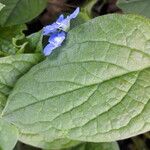 Omphalodes verna Hoja