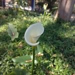 Zantedeschia aethiopica Blüte