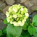 Hydrangea spp. 花
