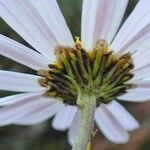 Chrysanthemum zawadzkii Virág