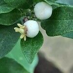 Citrus × aurantiifolia Blüte