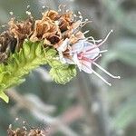 Echium virescens ফুল